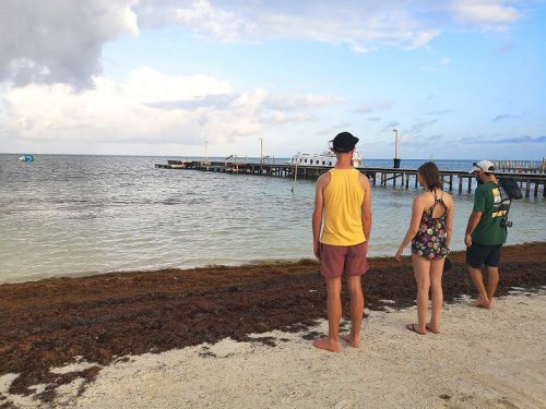 Caye Caulker Seegras