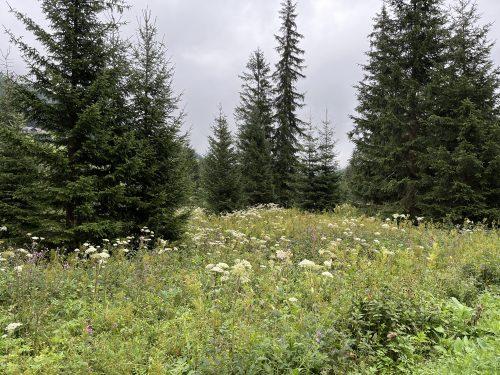 Xylophon-Wald Hohentauern Wandern Blumen